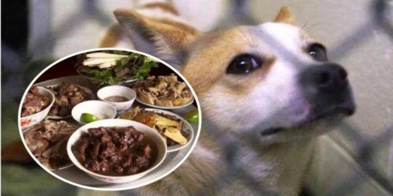 ăn thịt chó đánh con gì