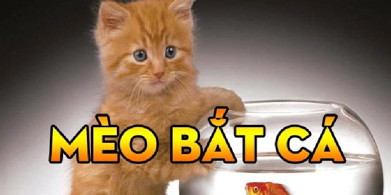 Đôi nét cơ bản về sảnh Mèo Bắt Cá